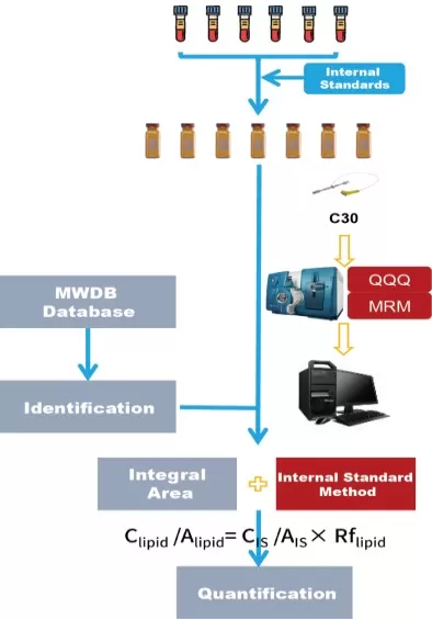 The analytical workflow of Metwarebio’s Quantitative Lipidomics Service